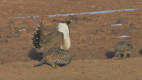 Sage Grouse Planning, County Seat Season 2 Episode 7 part 1